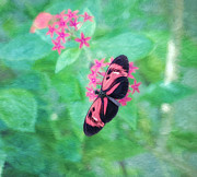 Delicate Beauty #2 Photograph by Kim Hojnacki Delicate Beauty #2 Photograph by Kim Hojnacki