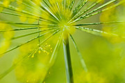 Dill #1 Photograph by Jane Melgaard