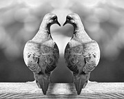 Dove Birds #1 Photograph by Randall Nyhof Dove Birds #1 Photograph by Randall Nyhof