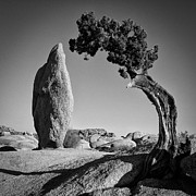 Duality Photograph by Ryan Weddle