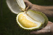 Durian Fruit #1 Photograph by Inga Spence