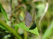 Eastern Tailed Blue Butterfly #1 Photograph by Peggy King