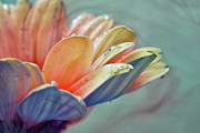 Elegance #1 Photograph by Stelios Kleanthous