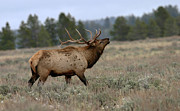 Elk #1 Photograph by Ronnie And Frances Howard