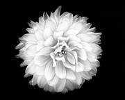 Fall Dahlia #1 Photograph by Louise Lindsay