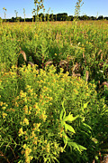 Glacial Park Prairie Wildflowers #1 Photograph by Ray Mathis