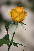 Gold Medal Rose #2 Photograph by Terri Mills
