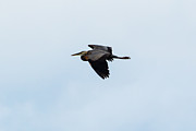 Great Blue Heron #1 Photograph by Holden The Moment