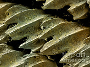 Great Hammerhead Shark Skin, Sem #1 Photograph by Ted Kinsman