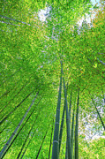 Green bamboo background #1 Photograph by Benny Marty