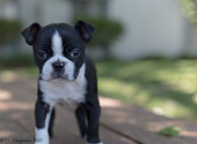 Harley as a puppy #1 Photograph by Lora Lee Chapman