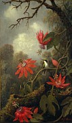 Hummingbird And Passionflowers #1 Painting by Martin Johnson Heade Hummingbird And Passionflowers #1 Painting by Martin Johnson Heade