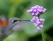 Hungry Hummingbird #1 Photograph by Robert E Alter Reflections of Infinity