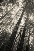 In The Woods #1 Photograph by Ana V Ramirez