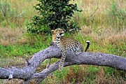 Leopard - Botswana, Africa #2 Photograph by Richard Krebs