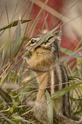 Little Chipmunk #1 Photograph by Loni Collins