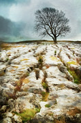 Painted effect - Lone Tree Photograph by Sue Leonard Painted effect - Lone Tree Photograph by Sue Leonard
