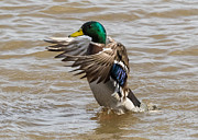 Male Mallard Photograph by Holden The Moment Male Mallard Photograph by Holden The Moment