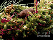 Mature Cannabis Bud, Sem #1 Photograph by Ted Kinsman Mature Cannabis Bud, Sem #1 Photograph by Ted Kinsman