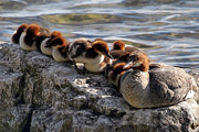 Merganser Family #1 Photograph by Jackson Pearson Merganser Family #1 Photograph by Jackson Pearson