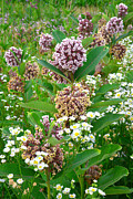 Milkweed Garden #1 Photograph by Ray Mathis