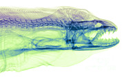 Moray Eel, Gymnothorax Funebris, X-ray #3 Photograph by Ted Kinsman Moray Eel, Gymnothorax Funebris, X-ray #3 Photograph by Ted Kinsman