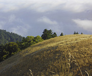 Mt. Tamalpais Study #1 Photograph by Joyce Creswell