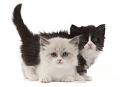 Munchkin Kittens #1 Photograph by Jean-Michel Labat