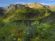 Orange Sneezeweed And Indian Paintbrush #1 Photograph by Tim Fitzharris