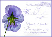 Pansy Postcard #1 Photograph by Cathy Kovarik