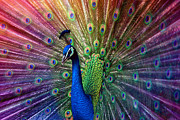 Peacock #1 Photograph by Hannes Cmarits