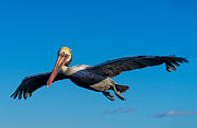 Pelican #2 Photograph by Derek Dean