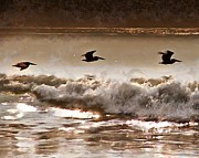 Pelican Patrol #1 Photograph by Jim Proctor