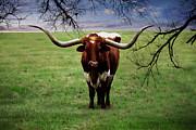 Photo Texas Longhorn A010816 #1 Painting by Mas Art Studio Photo Texas Longhorn A010816 #1 Painting by Mas Art Studio