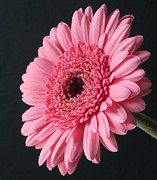 Pink Gerbera #1 Photograph by Colin Rayner