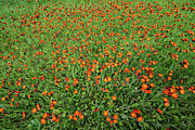 Poppies #1 Photograph by Doug Gibbons Poppies #1 Photograph by Doug Gibbons