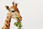 Portrait of a Rothschild Giraffe  #2 Photograph by Nick Biemans