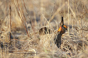 Prairie Chicken 6 #1 Photograph by Brook Burling