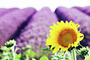 Provence #1 Photograph by Francesco Riccardo Iacomino