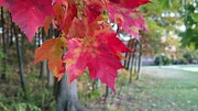 Red fall #1 Photograph by Yazid Ismail