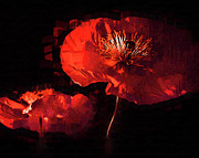 Deep Red Poppies Digital Art by Kirt Tisdale