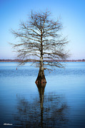 Reflection #1 Photograph by Veronica Batterson Reflection #1 Photograph by Veronica Batterson
