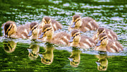 Reflections #1 Photograph by Cathy Kovarik