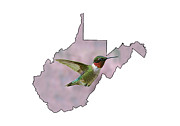 Ruby-throated Hummingbird  beautiful coloring #2 Photograph by Dan Friend