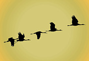 Sandhill Cranes #1 Photograph by Jackson Pearson Sandhill Cranes #1 Photograph by Jackson Pearson