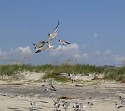 Sea Gulls in Flight #2 Photograph by Donna Dudley Sea Gulls in Flight #2 Photograph by Donna Dudley