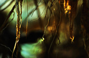 Secrets Unrevealed #1 Photograph by Rebecca Sherman