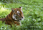 Siberian Tiger #1 Photograph by Gerard Lacz