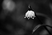 Spring Snowflake #1 Photograph by Andreas Levi