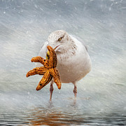 Starfish For Dinner Square Photograph by Cathy Kovarik